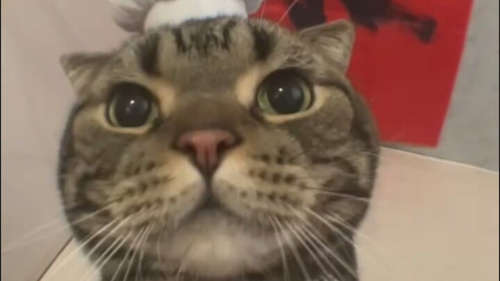 meow meow