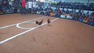 3 cock supper derby sa iloilo