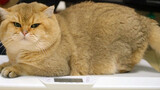 [Cat] How much does this fat cat weigh?