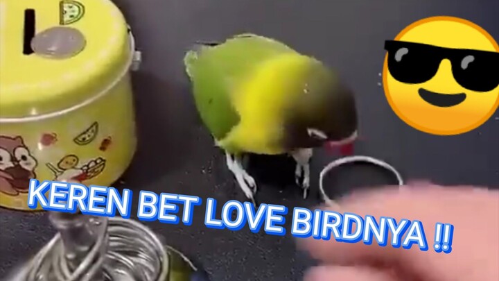 Love bird terlatih