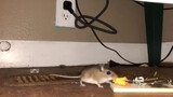 [Binatang] Tikus gagal tertangkap perangkap