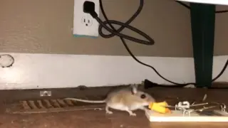 [Animals]A mouse clip fails to catch the mouse