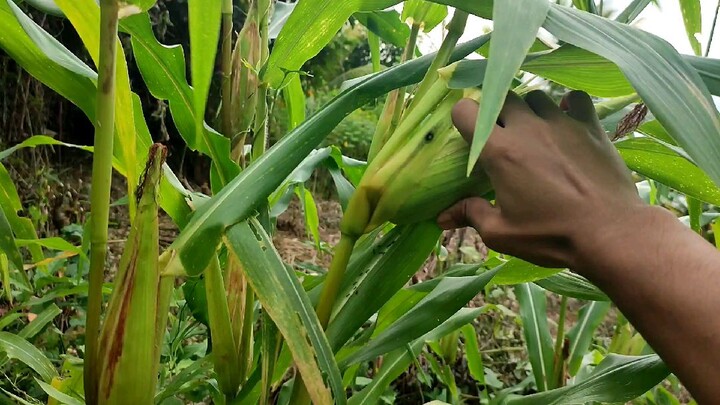 Harvesting Corn 🌽🌽🌽 ASMR