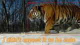 Động vật|Hổ Siberia hoang dã dễ thương