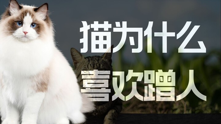 猫咪为什么喜欢用头蹭人