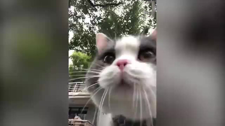 Setelah menonton video ini, kau akan lupa bagaimana suara kucing.