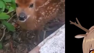 Japanese deer watching deer "As soon as he opens his mouth, you can tell he is an old second-dimensi