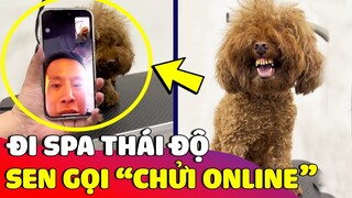 Bé Poodle khi 'ĐANG ĐI SPA' thì bị Sen gọi Facetime chửi không trượt câu nào 😅 | Gâu Đần