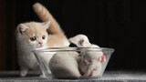 [ASMR] มากินลูกแมวแร็กดอลล์กัน