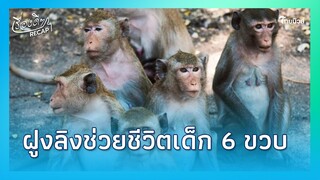 ฝูงลิงอินเดีย รวมตัวบุกช่วยเด็กหญิง 6 ขวบ  หลังถูกชายลวงขืนใจ |ไทยนิวส์| เรื่องดีๆ Recap-22-PP