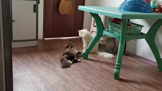 Signs of Female cat is in heat 😢😅 || Clowder zone