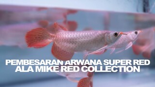 Edukasi Langka? PEMBESARAN ANAKAN ARWANA SUPER RED ALA MIKE RED!