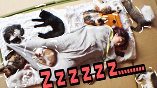 和33只猫一起睡?? 猫咪疯狂蹦迪, 铲屎的睡成猪