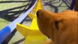 Golden Retriever rides a roller coaster and is about to cry