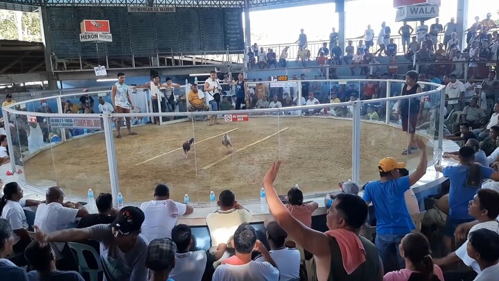 AGBA Local banded 3 Stag @ mabini Bohol last fight