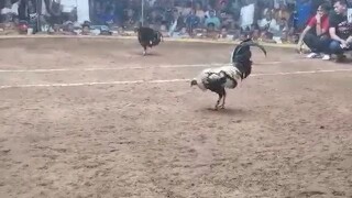 2nd fight LOSS 5cock dervy Valencia bukidnon gaming