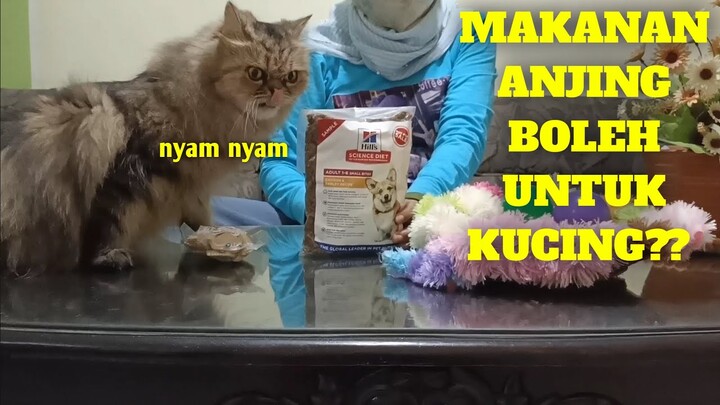 Makanan Anjing Ga Boleh untuk Kucing Ternyata ini Alasannya I Kucing Lucu TMG Doyan Ga Ya ???