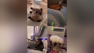 Pets reaction to a little fart 😂🐶 Don’t forget to follow me. funnypets doggylove dogsofttiktok funnycats petsreaction funnydogs funnycats cutedog cutecatsoftiktok fyp foryou trending