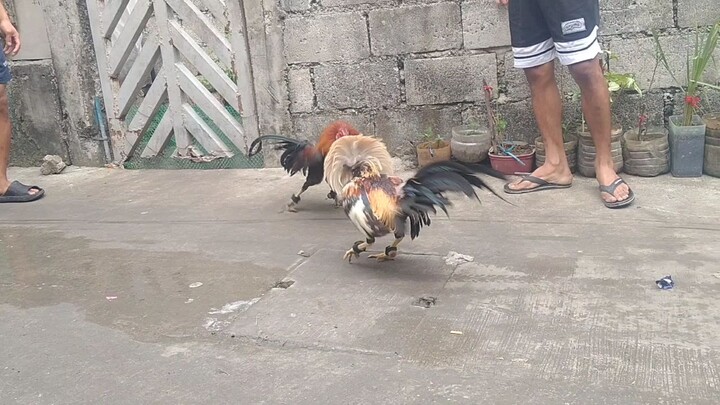 sparr talisay Vs alingbuyugin