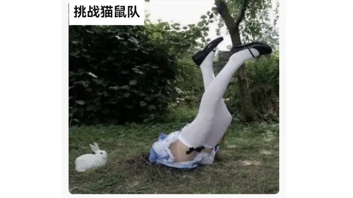 猫鼠队与好机会😋