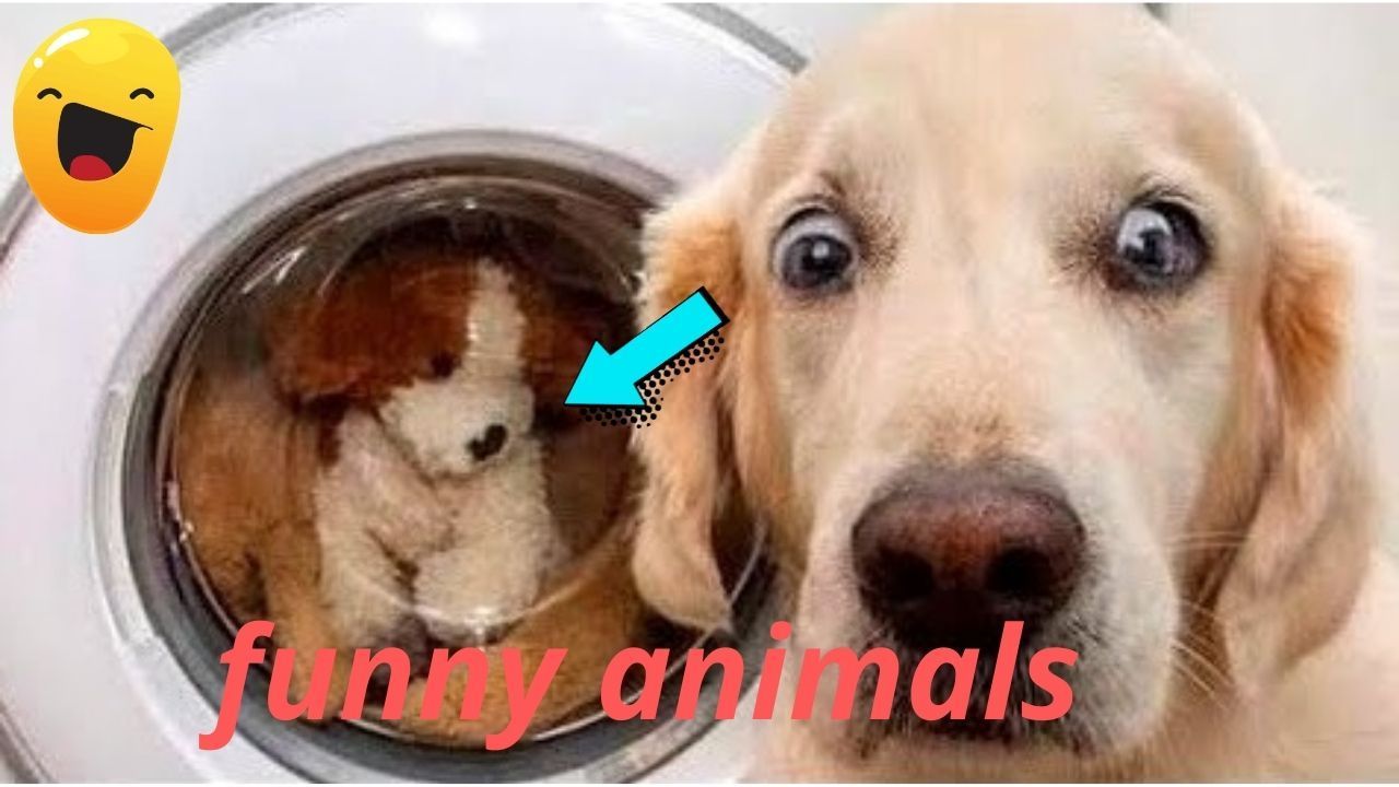 Funny Dog And Cat 😍😻😍 Funniest Animals #24 - Bilibili