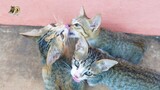Adorable kittens clean each other and   mother cat give love