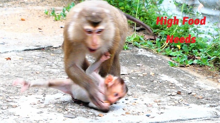 Adorable Ex-Pet Released Mother Monkey Lory Tries Harder To Build Relations With Human For Foods