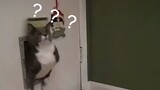 [Động vật]Cảnh mèo béo bị mắc kẹt ở các nơi