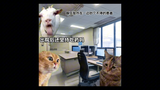 【Cat meme】Daily life in the emergency psychiatric department (summary) Human stars shine