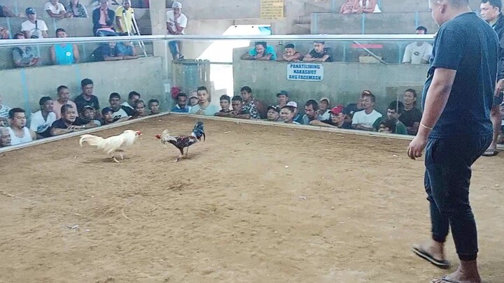 8 months old muffy white 🐓🤍 first win 💪