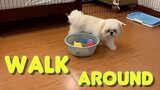 Cute Shih Tzu Learns How to Walk Around Things ( Funny Dog Video)