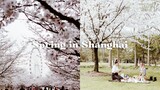 Shanghai Vlog 📹 Cherry blossoms,finding the perfect sourdough & a spring picnic in the park