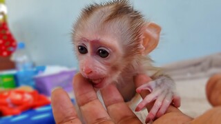 Most Happy Baby Monkey!! Tiny adorable Luca is so happy playing with dad when Mom was busy