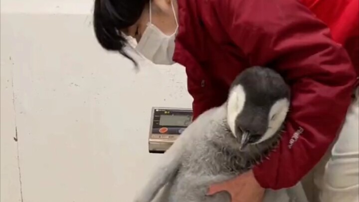 Bayi penguin kaisar menolak untuk ditimbang