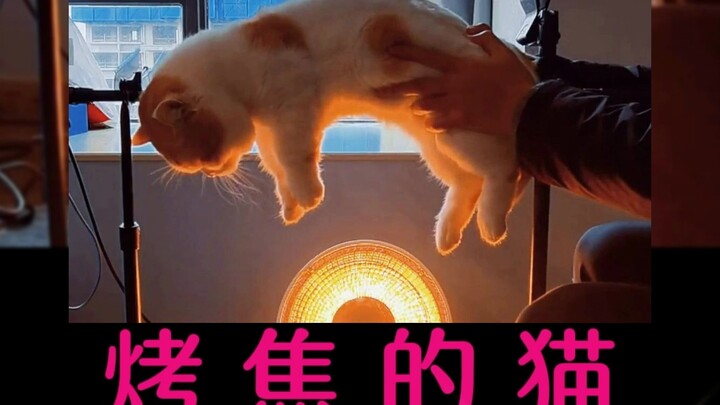 这就是全网烤火不是烤糊就是烤焦的猫，蕞后一只还欲罢不能