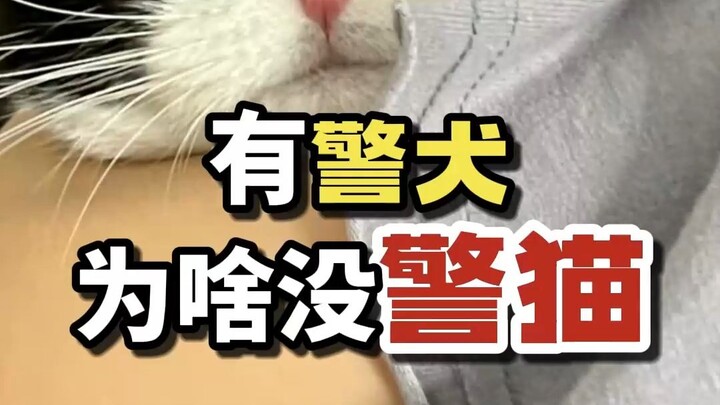 猫咪拒绝申请出战