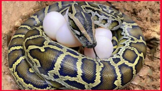 Catch Big Python Baby Egg Catfish Hole Experiment / Lego IRL 47 / Unusual Cooking.