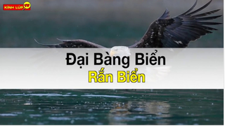 Chuyện Gì Sẽ Xảy Ra Khi Đại Bàng Chúa Tể Trời Xanh Đối Đầu với Rắn - Vua Nọc Độc | Kính Lúp TV