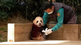 Cute Clingy Baby Panda And Its Keeper