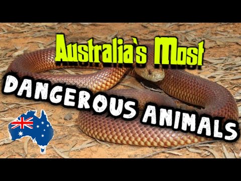 10 Most Dangerous Creatures in Australia - Bilibili