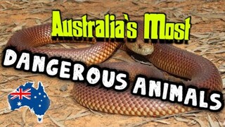 10 Most Dangerous Creatures in Australia