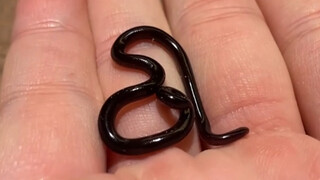 [สัตว์]แกะกล่องงูที่เล็กที่สุดในโลก