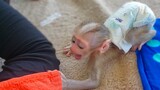 Super smart baby monkey Luca tries to wake up Mom to request milk & comfort when Mom is sleeping