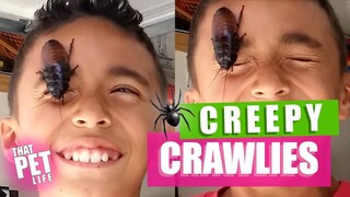 100 CRAZY Bug Videos | Cringy Insect Fails Compilation 2019