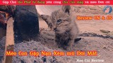 Mèo Mập Review Giải Cứu Mèo Con Gặp Nạn Chú Cún Dễ Thương & Thỏ Cute | Review Con người Và Cuộc Sống