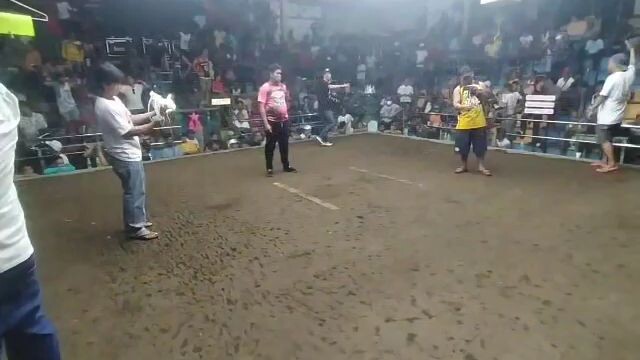 Brotherhood's 5k Sweater 4x winner kana💪12-19-23 2cock ulotan champion 🏆