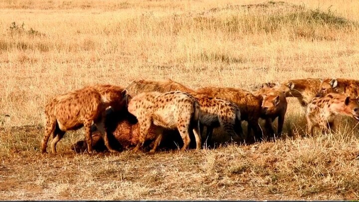 HYENAS