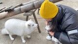 Is It Expensive to Spend 5 Yuan to Pet a Fox?