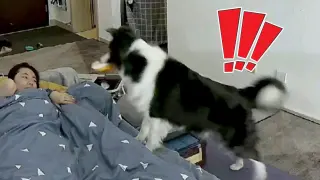 [Vlog] Feeding dog in half auto mode