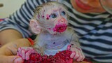 Funny Baby Monkey!! Can't hold my laugh when seeing Luca eating dragon fruit, His face was so funny